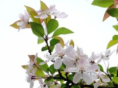 -成都安仁福朋喜来登酒店