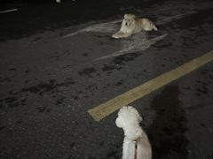 -翊宠yipet猫狗购宠庄园