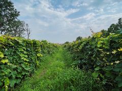 -安德鲁户外烧烤帐篷营地(马泉营店)