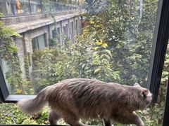 -纳吉亚猫专科动物诊疗中心(蒋宅口分院)