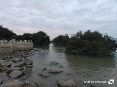 -宝安西湾红树林湿地公园