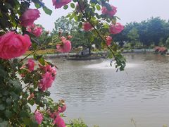 -鹅湖玫瑰文化园