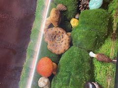 -滇野云南野生菌餐厅(陕西南路店)