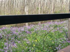 -合肥滨湖国家森林公园