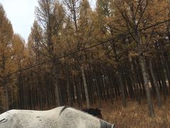 -塞罕坝国家级自然保护区