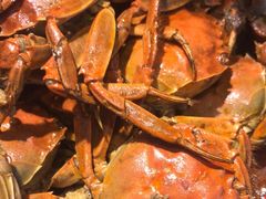 -港畔赶海蒸汽海鲜烧烤自助(仙螺岛店)