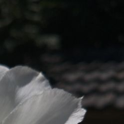 -凡碧诗毛孔收细