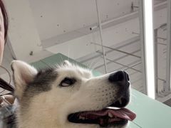 -怪兽屋·羊驼·猫咖·狗咖(俊华广场店)