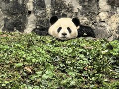 -都江堰中华大熊猫苑