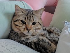 -瑞鹏宠物医院·骨科·猫科·内科(第一中心)