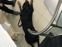 -爱侣宠医·鹦鹉专科·小型哺乳类·异宠专科(灵石路店)