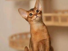 -猫十亿·布偶金渐层·曼基康矮脚猫舍(青年路店)