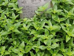-广州神农草堂中医药博物馆