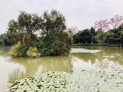 -大湾区中央湿地公园