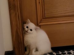 -柚子猫舍·精品猫舍购猫·猫咪认养·购宠·宠物店