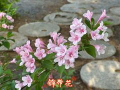 -嘉定紫藤园
