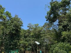 -西双版纳原始森林公园