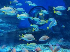 -海合安武汉极地海洋公园