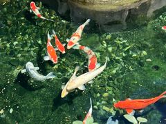 -红河印象美食文化酒楼(强盛路店)