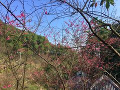-广州市帽峰山景区