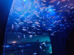 -成都浩海立方海洋公园