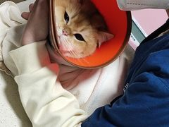 -乐派堂宠物医院·猫友好· 心脏科(东街店)