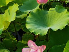 -莲花池公园