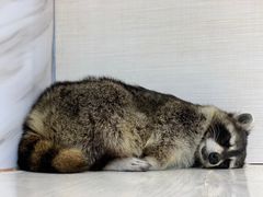 -浣熊柯尔鸭土拨鼠·电玩咖