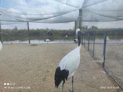 -盐城丹顶鹤湿地生态旅游区