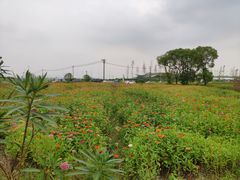 -田园东方蜜桃村的田野营地