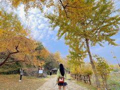 -千年银杏谷文化旅游区