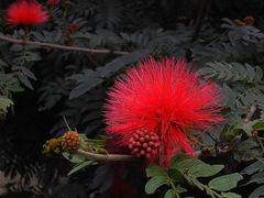 -金花茶公园