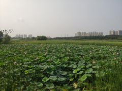 -哈尔滨大剧院