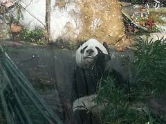-都江堰中华大熊猫苑