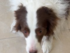-艾贝尔宠物医院·狂犬免疫点(江山金象城店)
