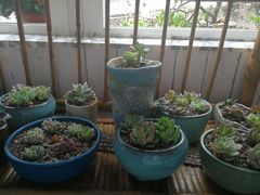 -弘法寺斋菜馆素食