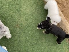 -爪吧宠物乐园 (温榆河示范区店)