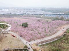 -天适樱花悠乐园