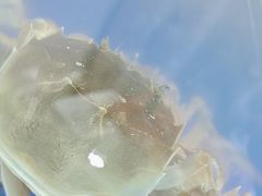 -阳澄湖大闸蟹·琼灵阁牌品牌连锁(吴中总店)