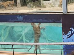 -清迈夜间动物园