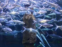 -厦门海底世界