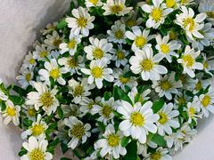 -溪岸路花鸟市场