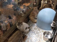 -more than meow吴止猫主题餐厅(承德 中船汇店)