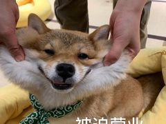 -逗柴咖啡屋·狗咖猫咖宠物桌游