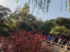 -秋霞圃