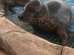 -芜湖新华联大白鲸海洋公园