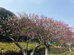 -红梅公园