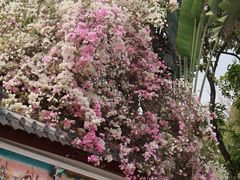 -深圳国际园林花卉博览园