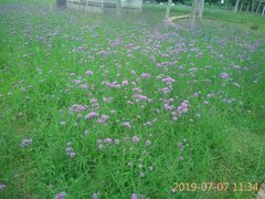 -羊亭河湿地公园