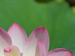 -野鸭湖国家湿地公园